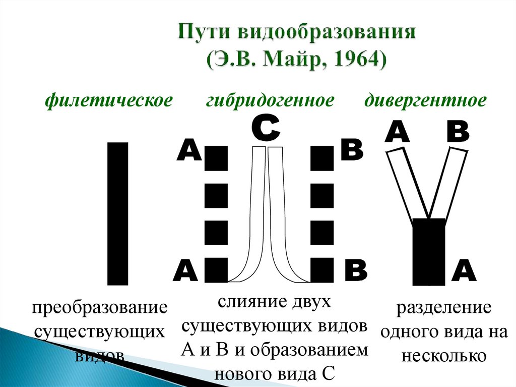 Пути видообразования (Э.В. Майр, 1964)