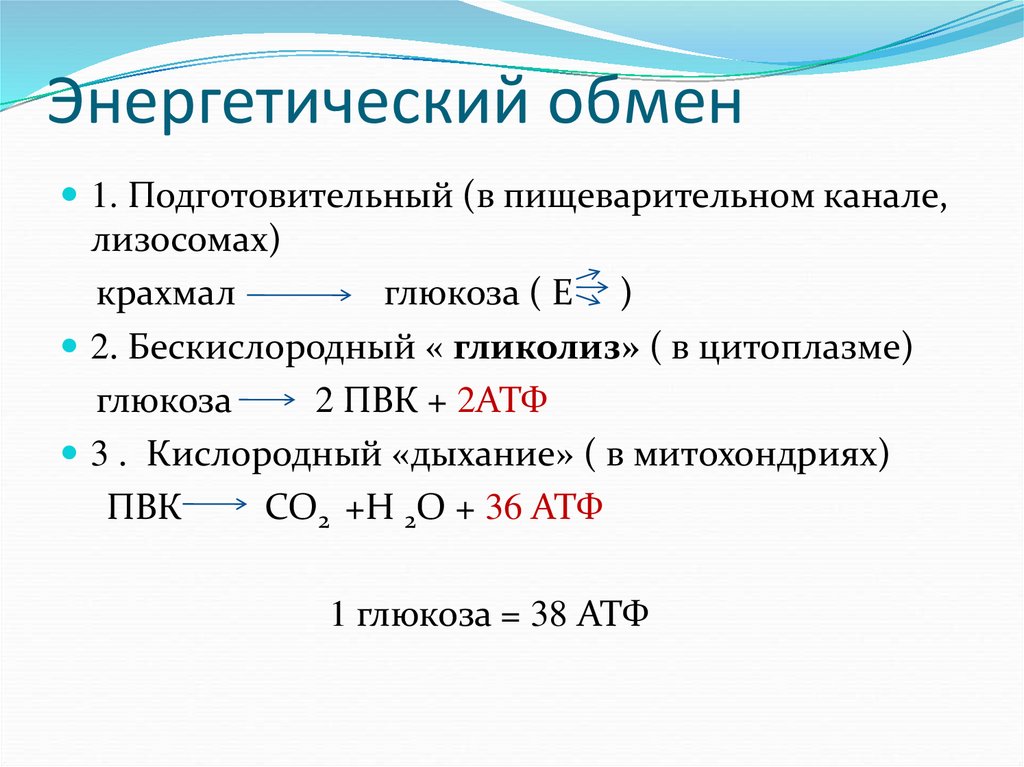 Энергетический обмен