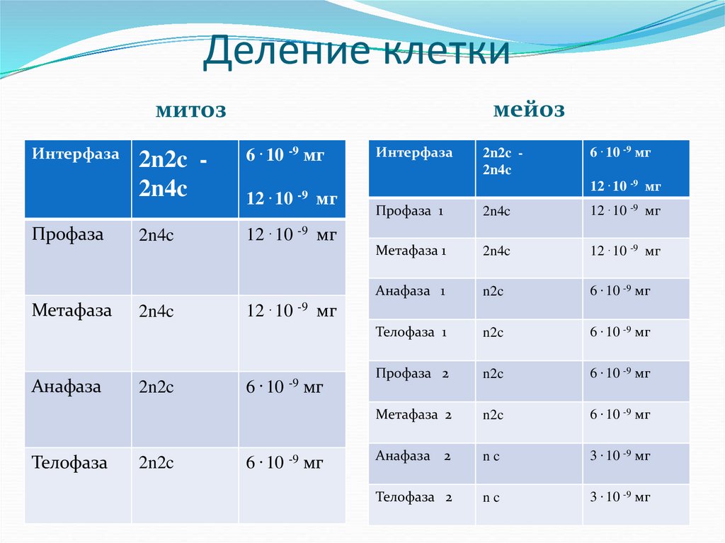 Деление клетки