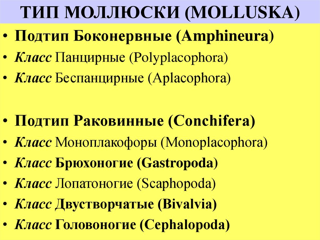 ТИП МОЛЛЮСКИ (MOLLUSKA)