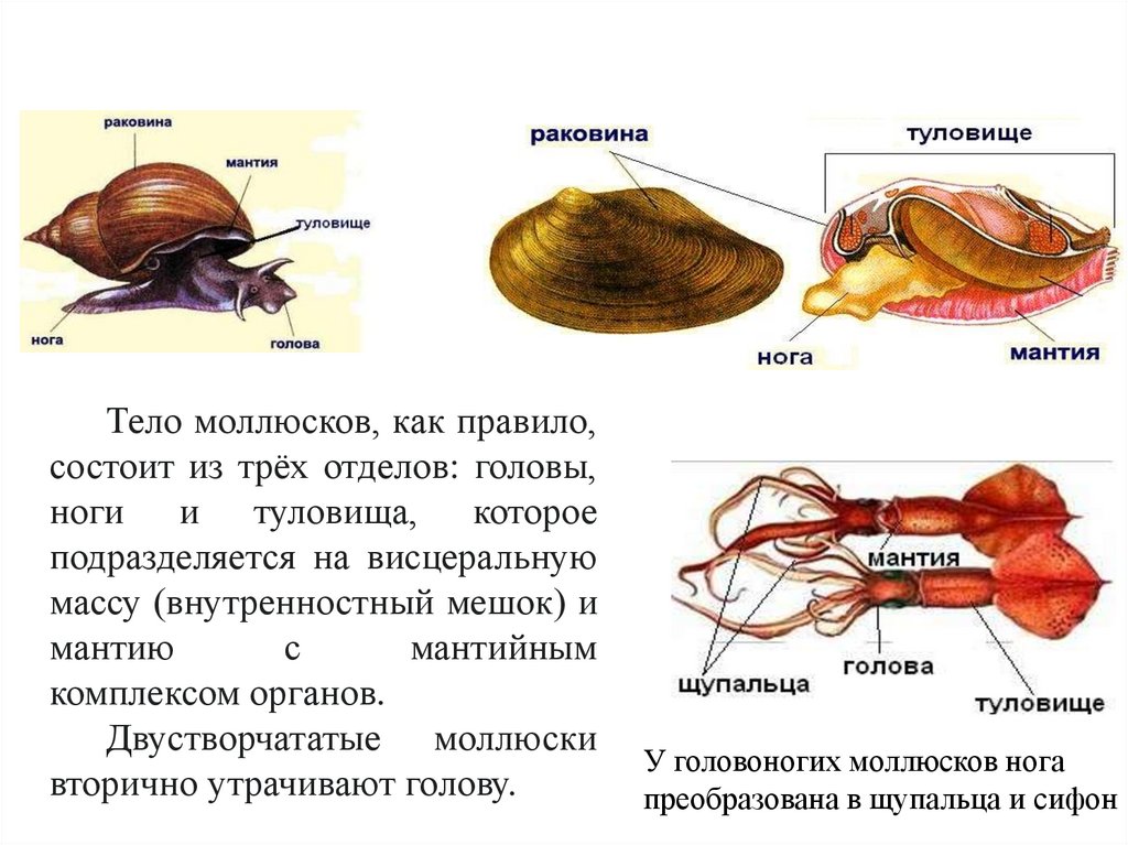 ОБЩАЯ ХАРАКТЕРИСТИКА МОЛЛЮСКОВ