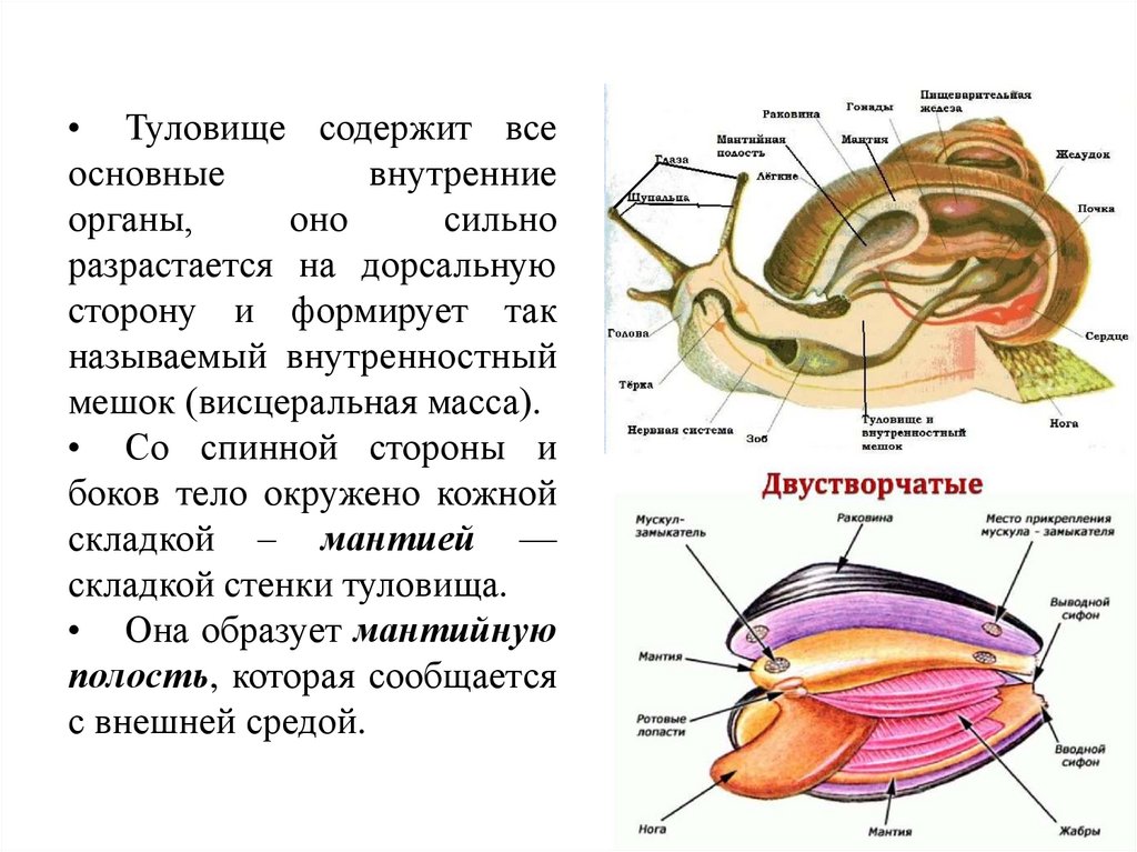 ПОЛОСТЬ ТЕЛА
