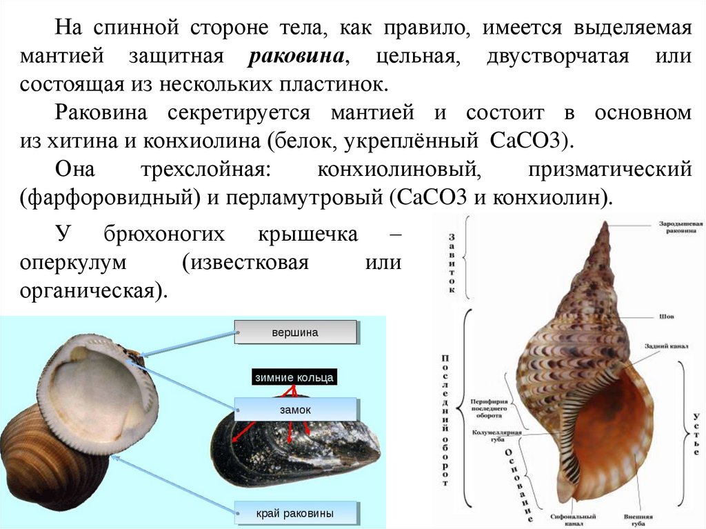 СТРОЕНИЕ ТУЛОВИЩА МОЛЛЮСКОВ
