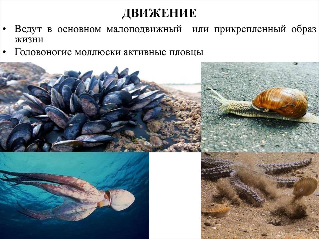 У НЕКОТОРЫХ ВИДОВ РАКОВИНЫ НЕТ