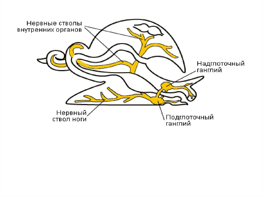 НЕРВНАЯ СИСТЕМА
