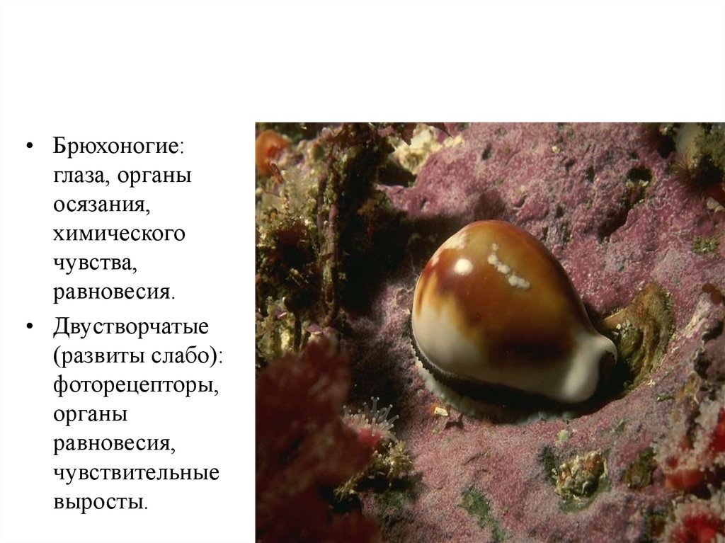 ОРГАНЫ ЧУВСТВ