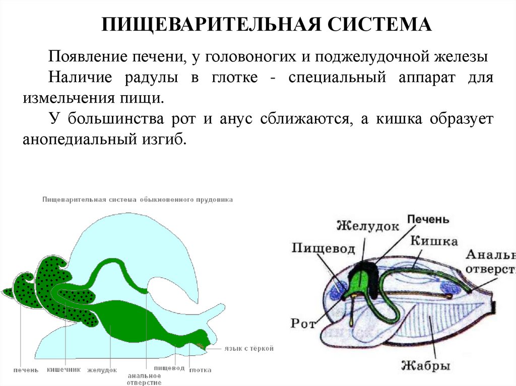 КРОВЕНОСНАЯ СИСТЕМА НЕЗАМКНУТАЯ