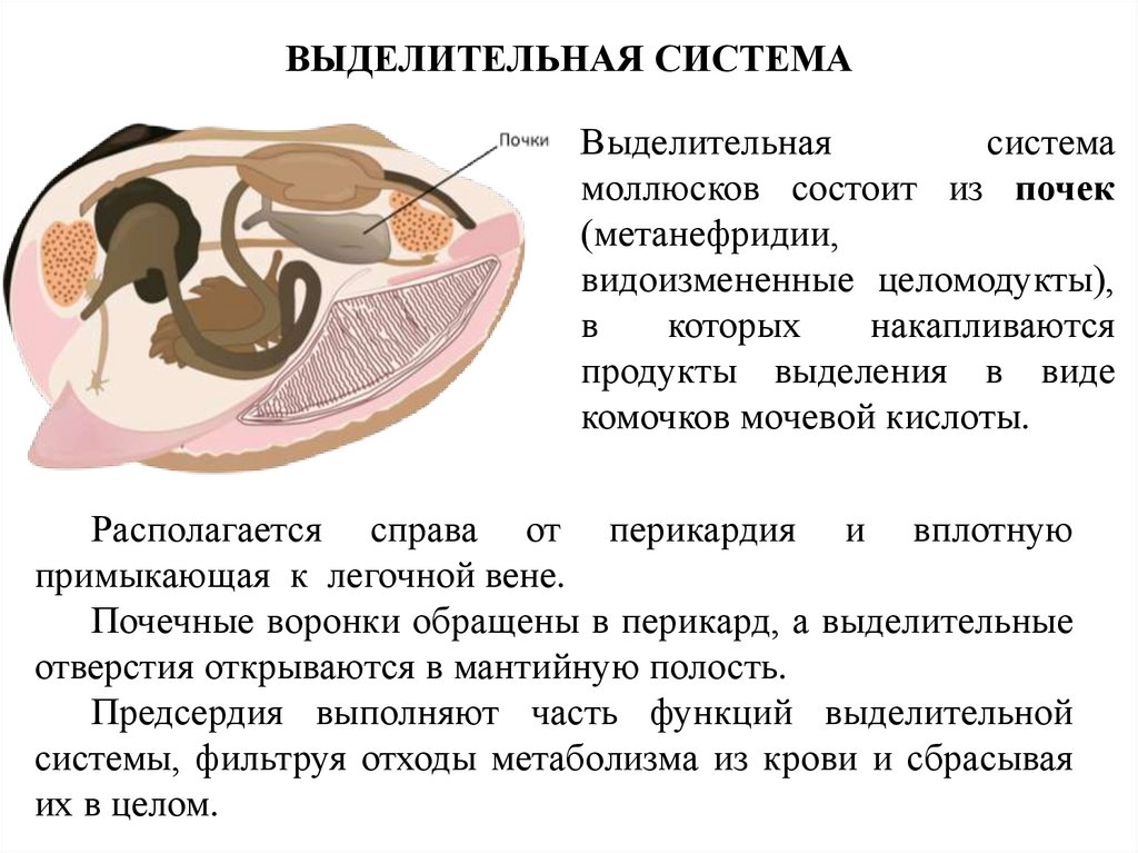 РАДУЛА (ТЁРКА) БРЮХОНОГИХ