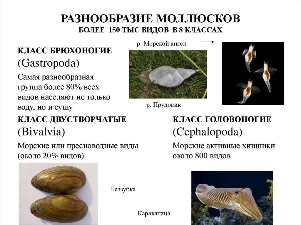 ЦИТОПЛАЗМАТИЧЕСКОЕ НАСЛЕДОВАНИЕ ФОРМЫ РАКОВИНЫ У ПРУДОВИКА