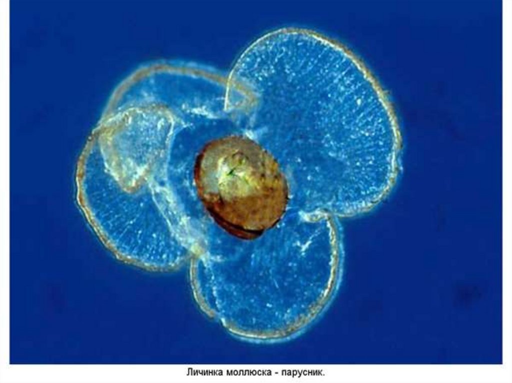РАЗВИТИЕ МОЛЛЮСКОВ