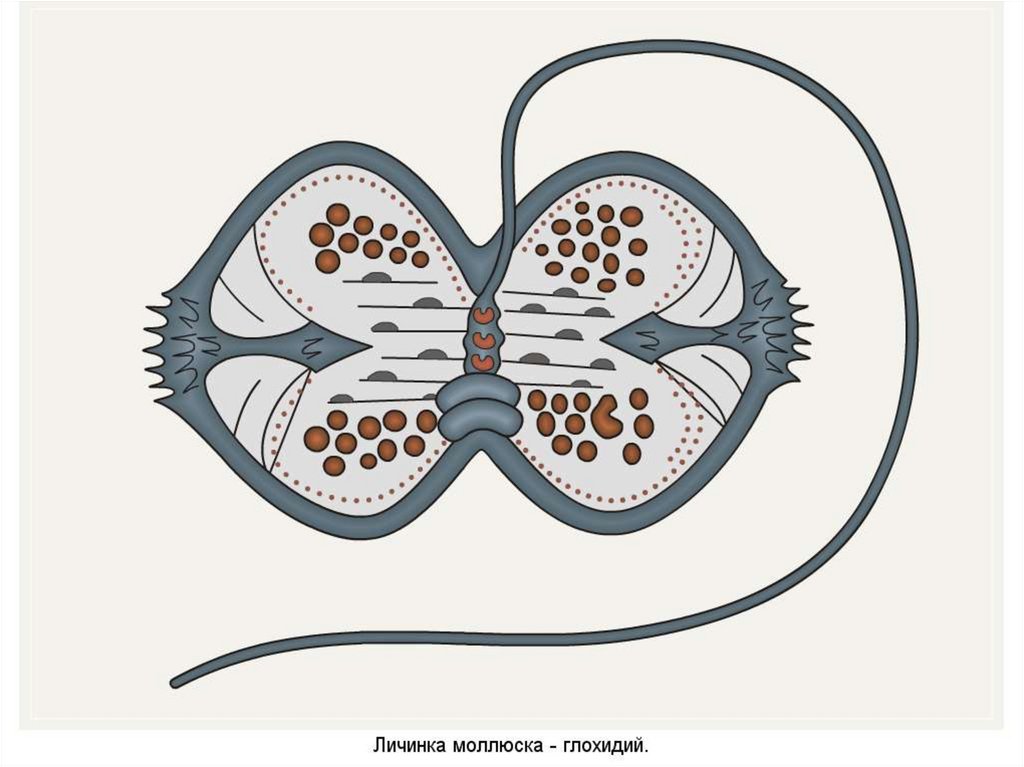 РАЗНООБРАЗИЕ МОЛЛЮСКОВ БОЛЕЕ 150 ТЫС ВИДОВ В 8 КЛАССАХ