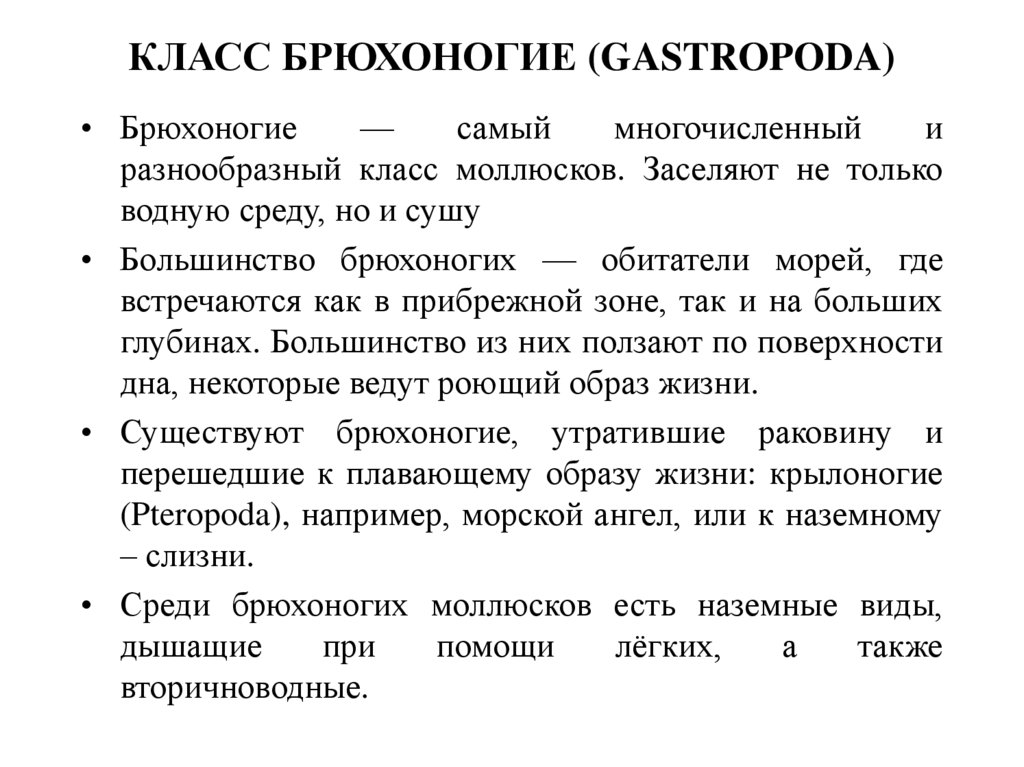 Класс Брюхоногие