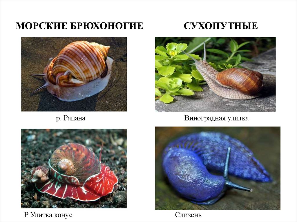 Брюхоногие