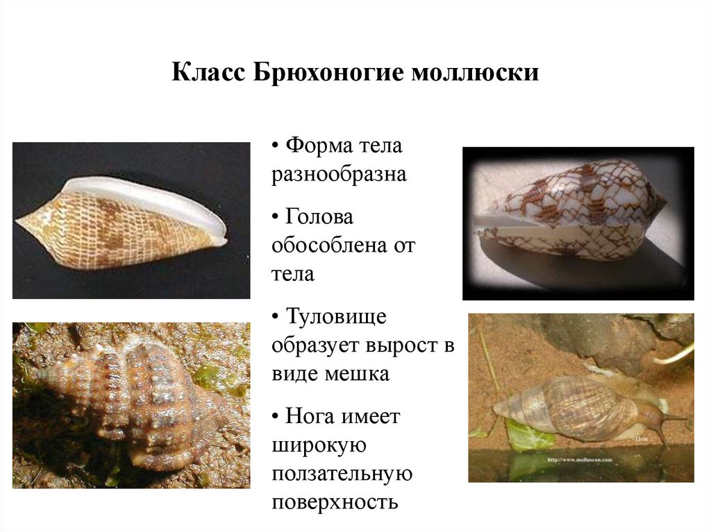 КЛАСС БРЮХОНОГИЕ (GASTROPODA)