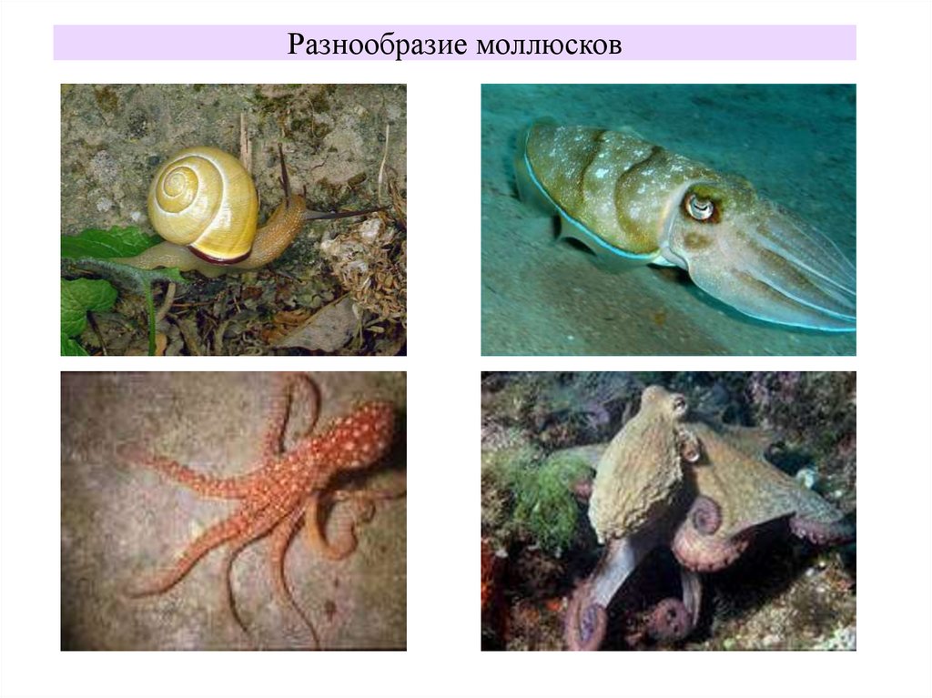 Разнообразие моллюсков