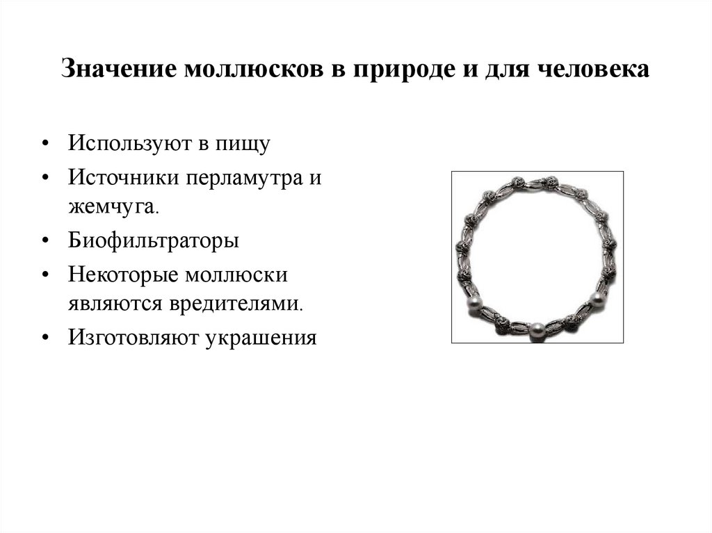 Класс Брюхоногие моллюски