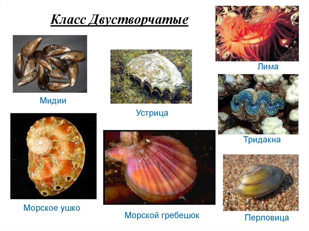 Значение моллюсков в природе и для человека