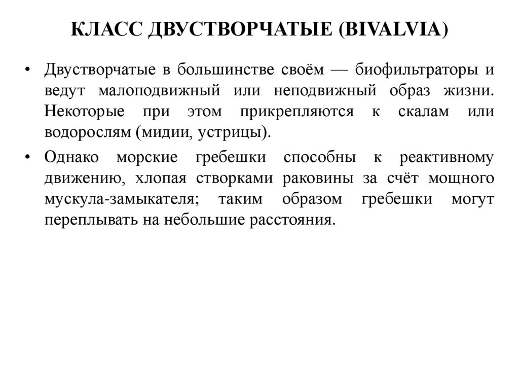 Класс Двустворчатые