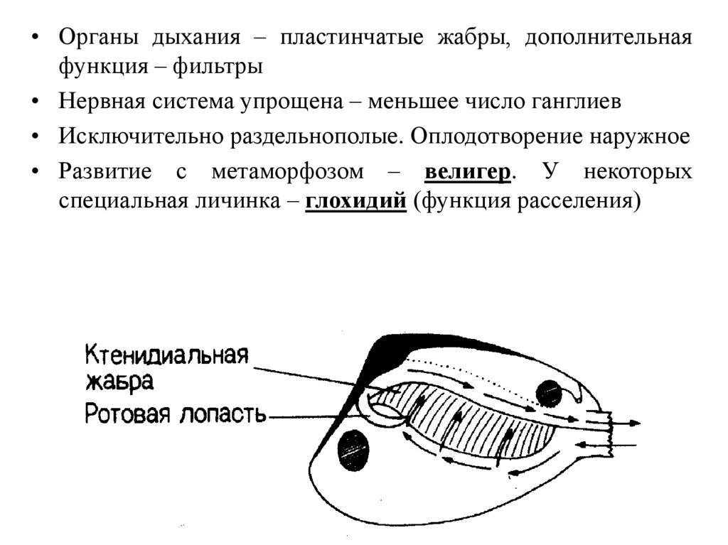 КЛАСС ДВУСТВОРЧАТЫЕ (BIVALVIA)