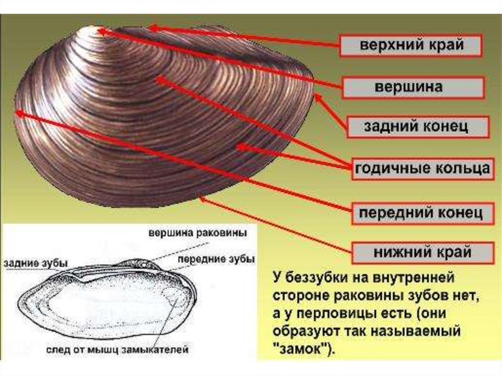 Особенности строения: