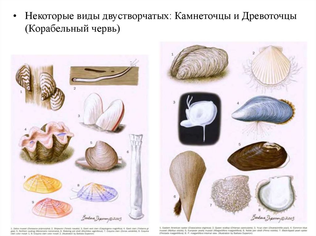 Внутреннее строение