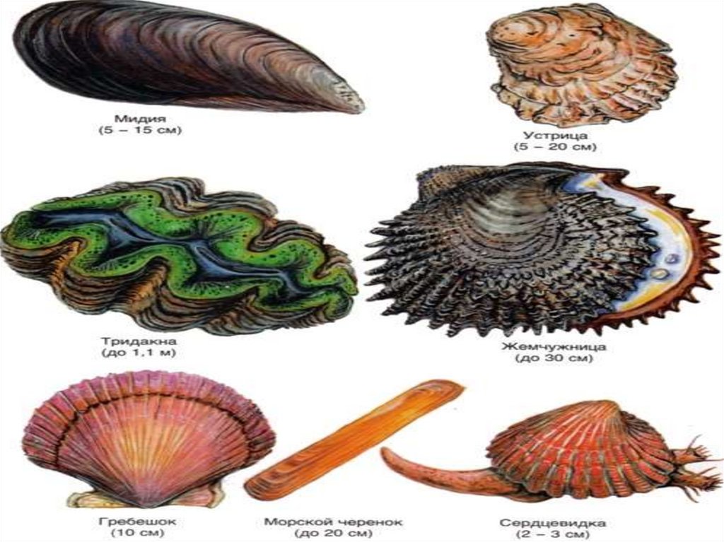 Корабельный червь