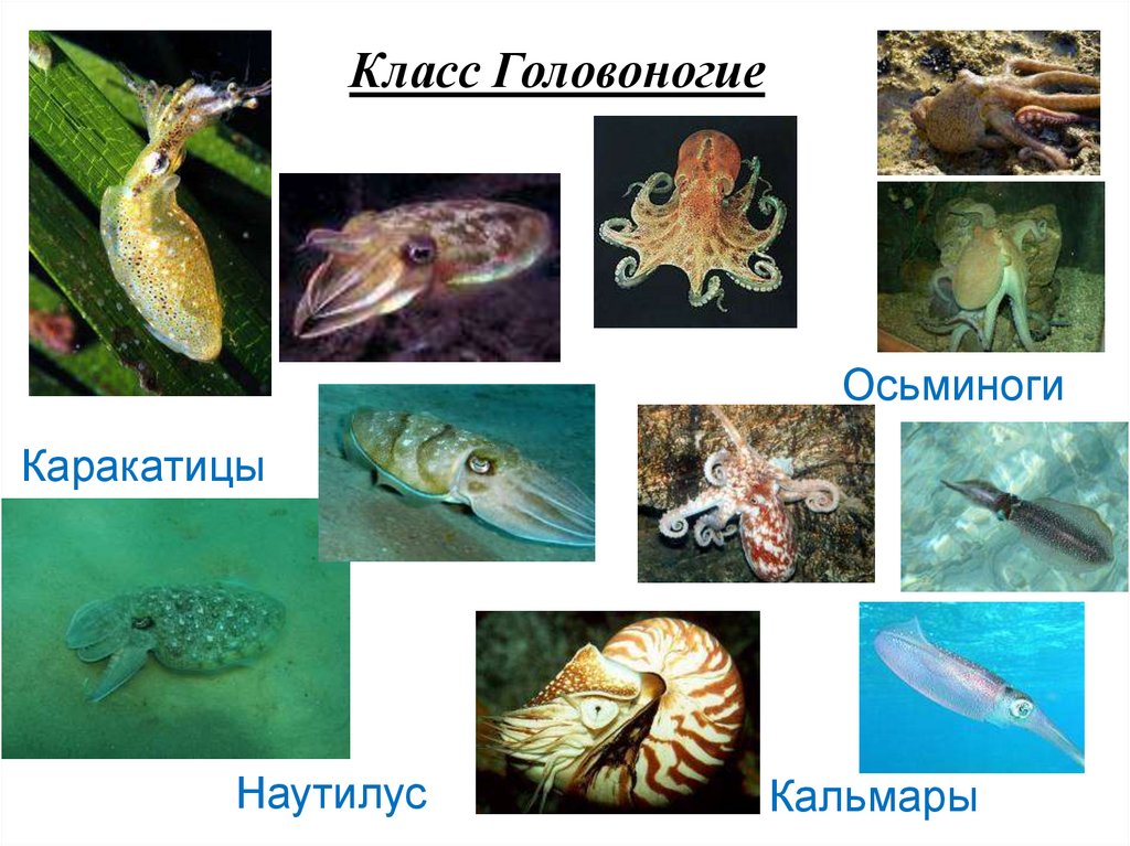 МОЛЛЮСКИ В АКВАКУЛЬТУРЕ