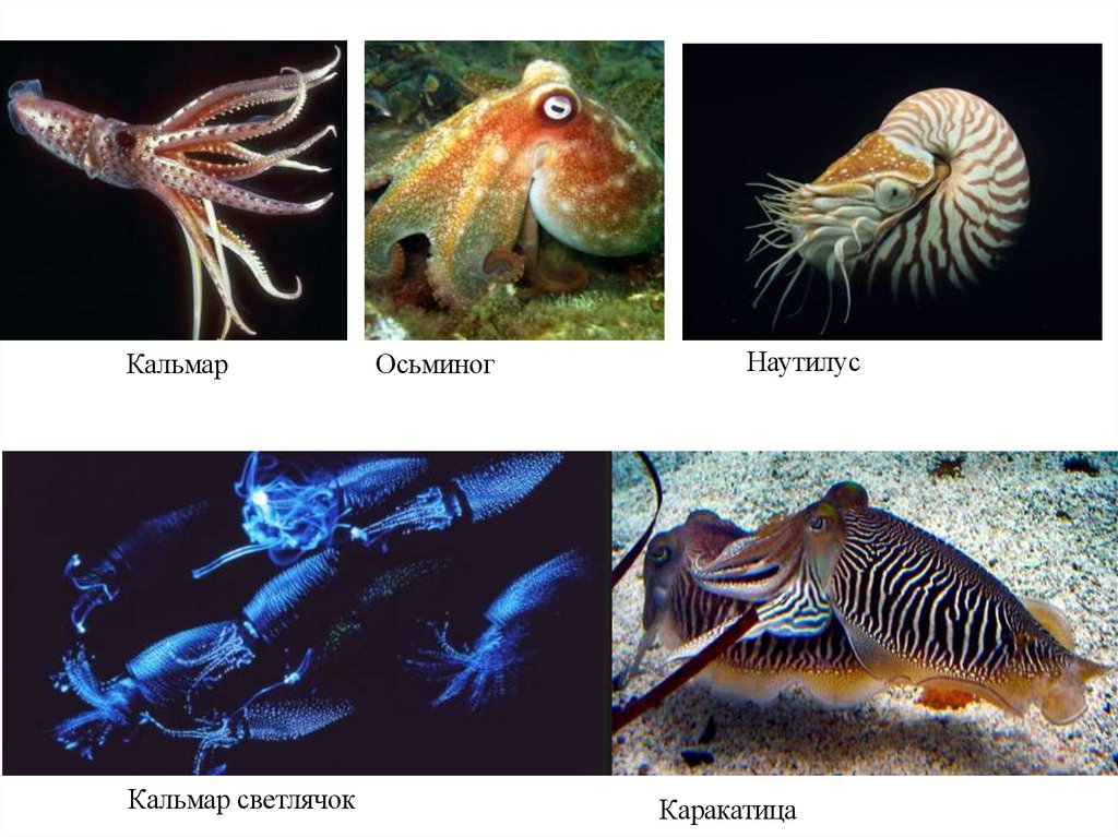 Класс Головоногие