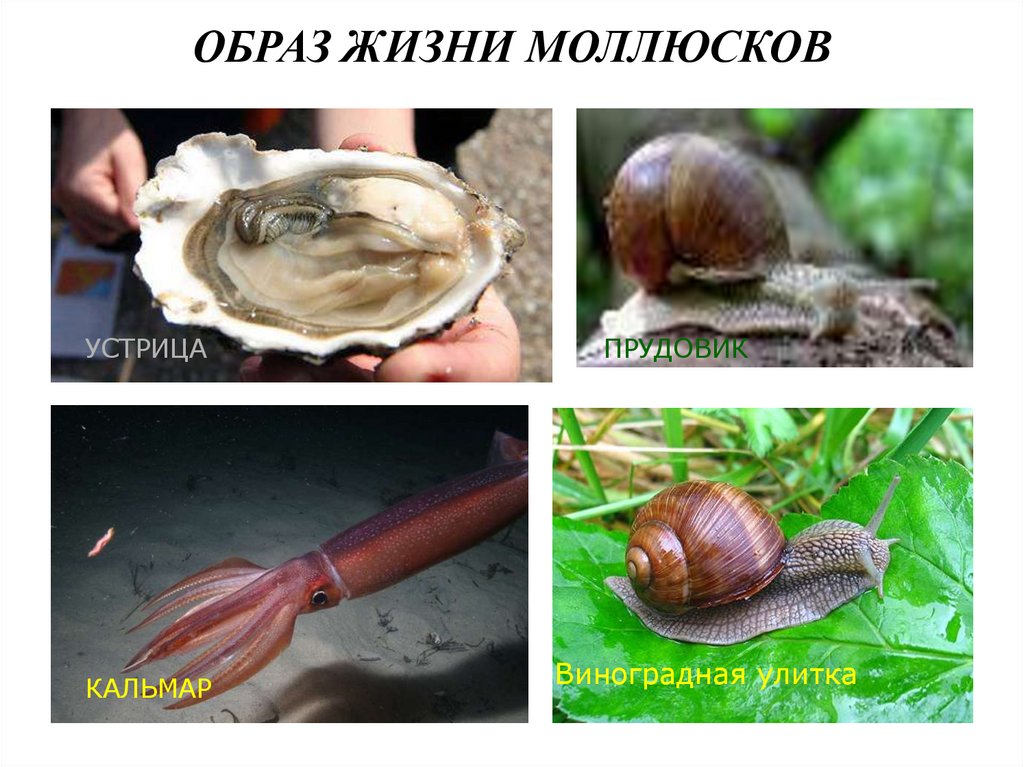 Среда обитания