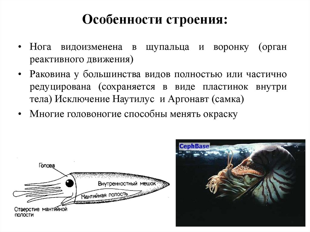 КЛАСС ГОЛОВОНОГИЕ (CEPHALOPODA)