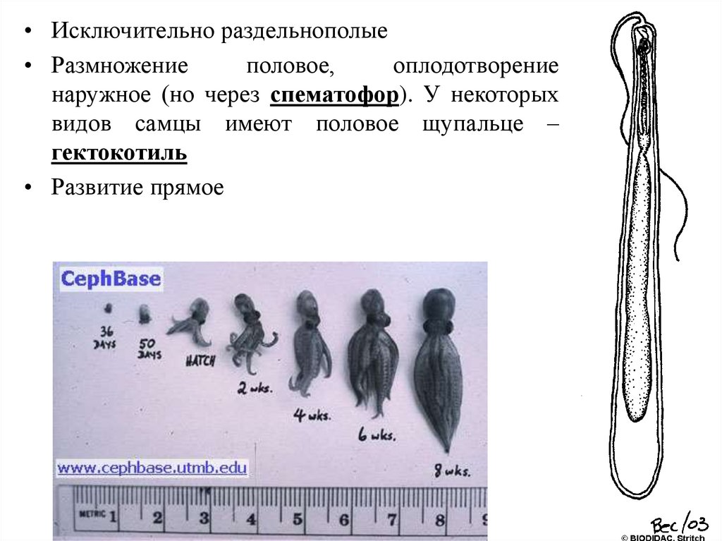 Особенности строения: