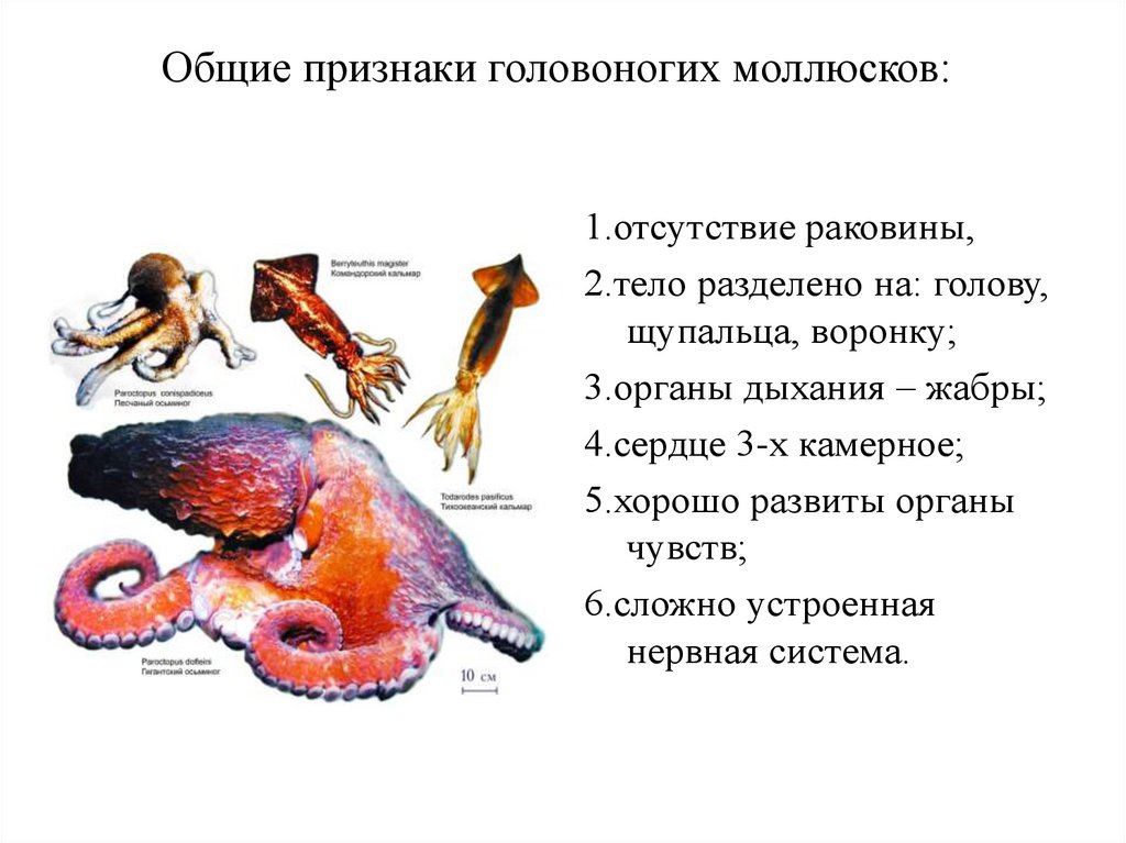 Размножение головоногих моллюсков
