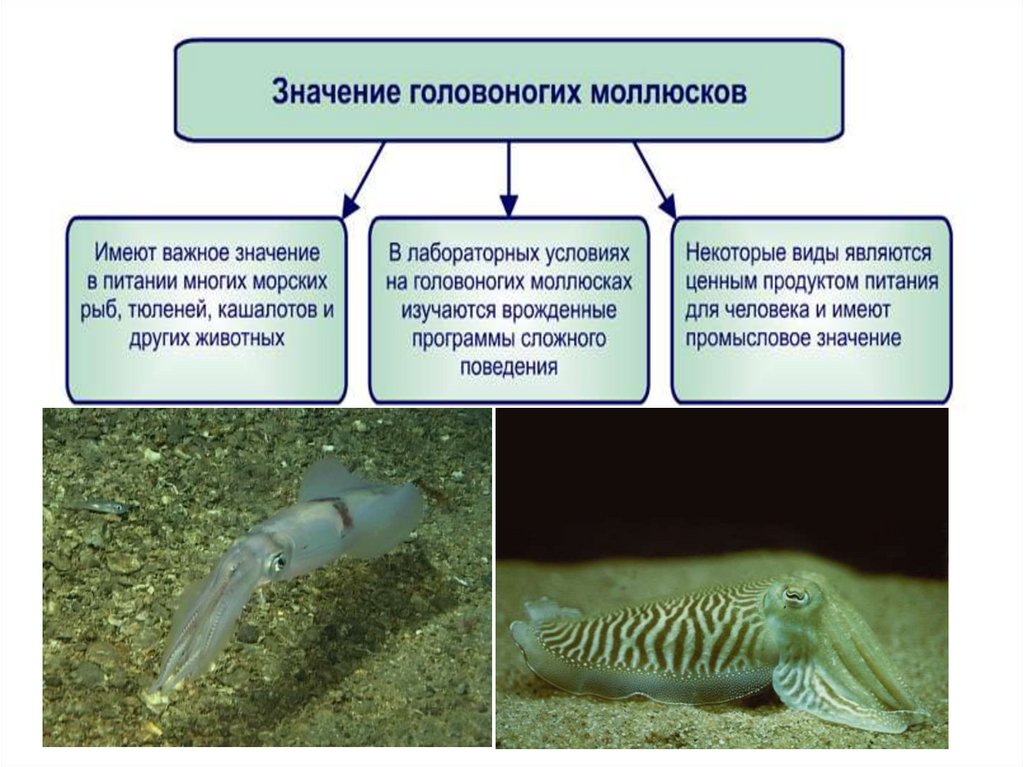 Забота о потомстве