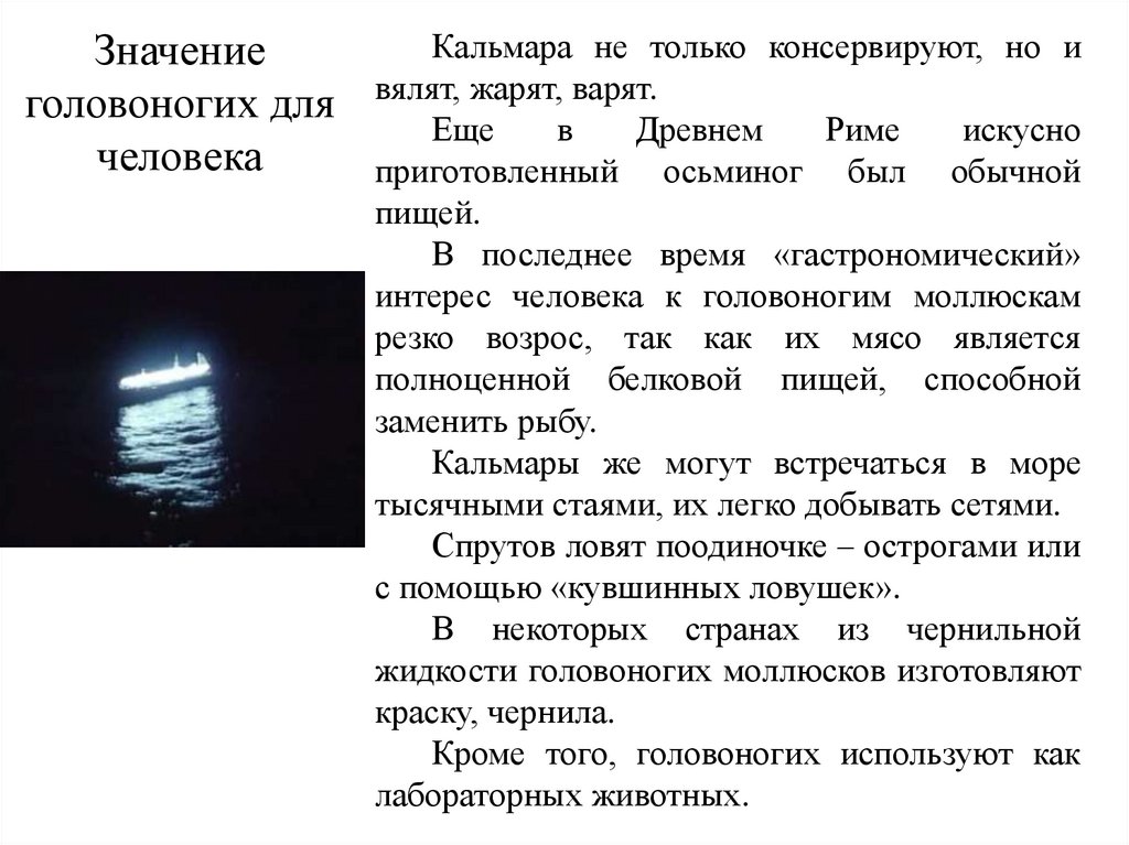 Общие признаки головоногих моллюсков: