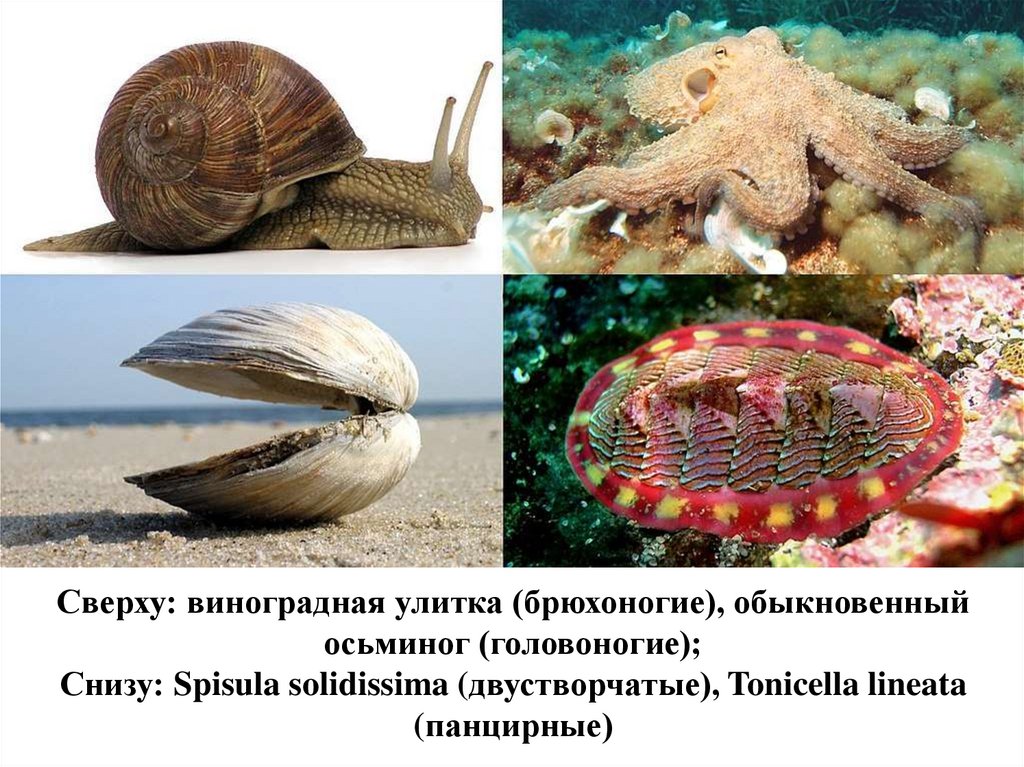 ОБРАЗ ЖИЗНИ МОЛЛЮСКОВ