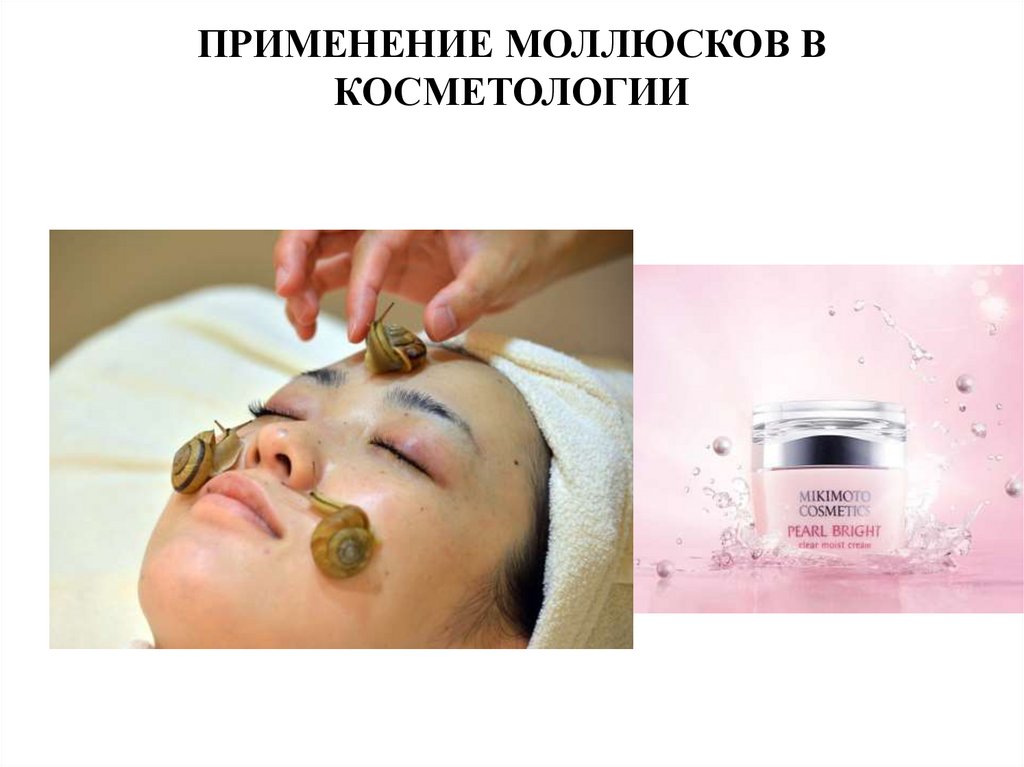 Значение головоногих в природе