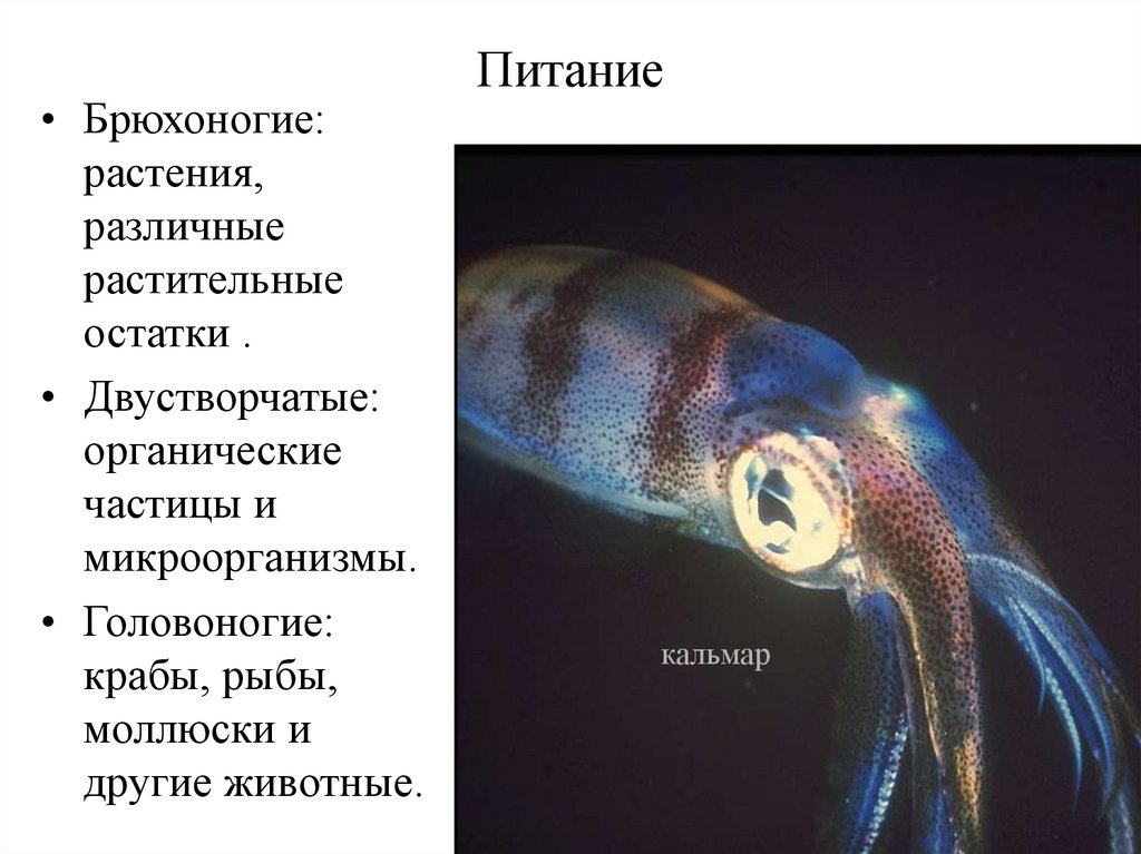 ПРИМЕНЕНИЕ МОЛЛЮСКОВ В КОСМЕТОЛОГИИ