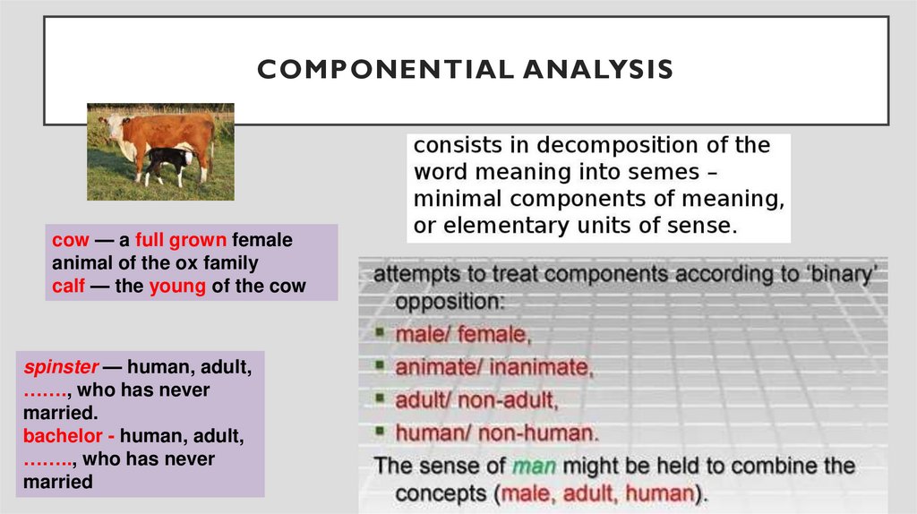 Componential analysis