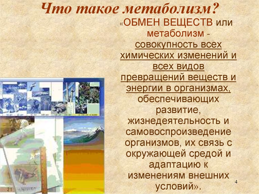 Что такое метаболизм?