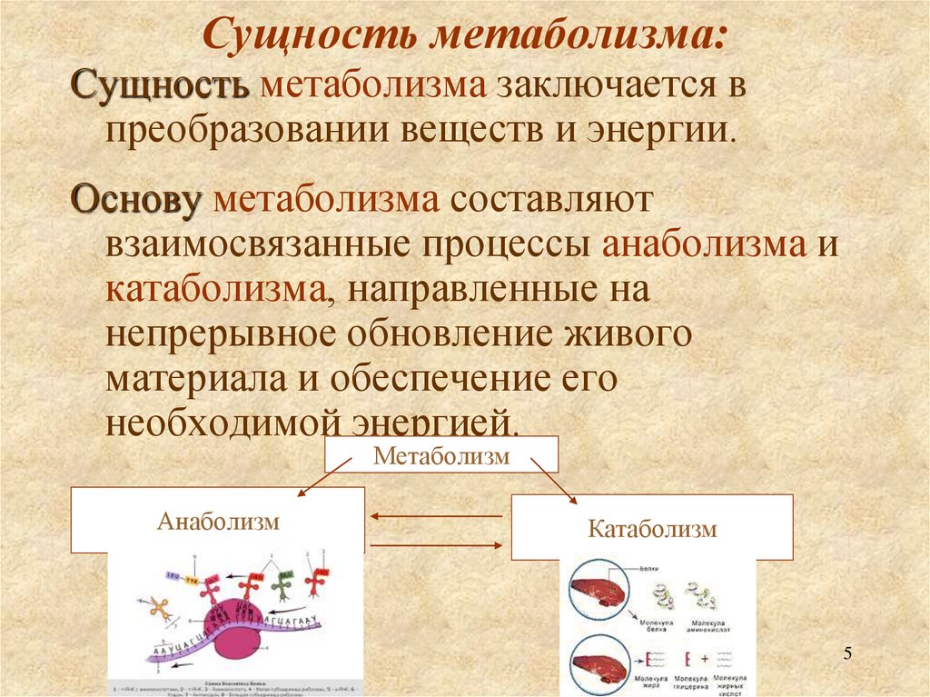 Сущность метаболизма: