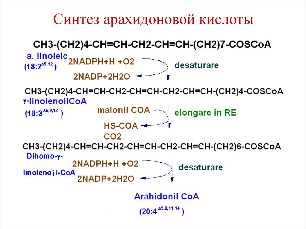 Синтез арахидоновой кислоты