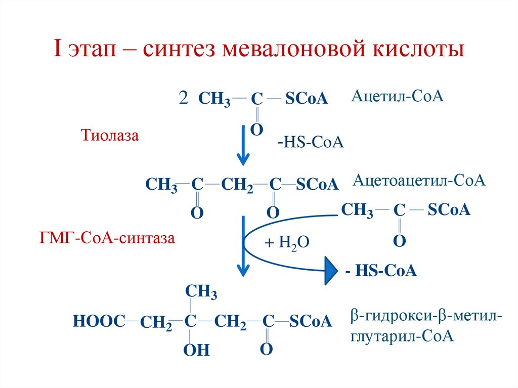 I этап – синтез мевалоновой кислоты