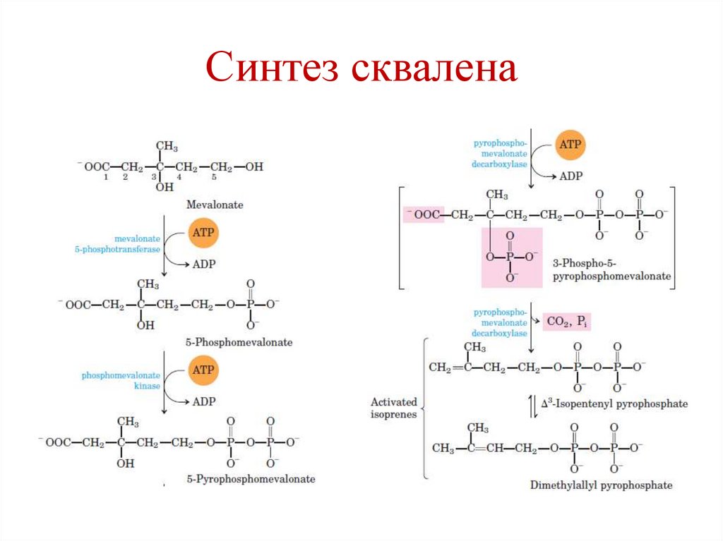 Синтез сквалена