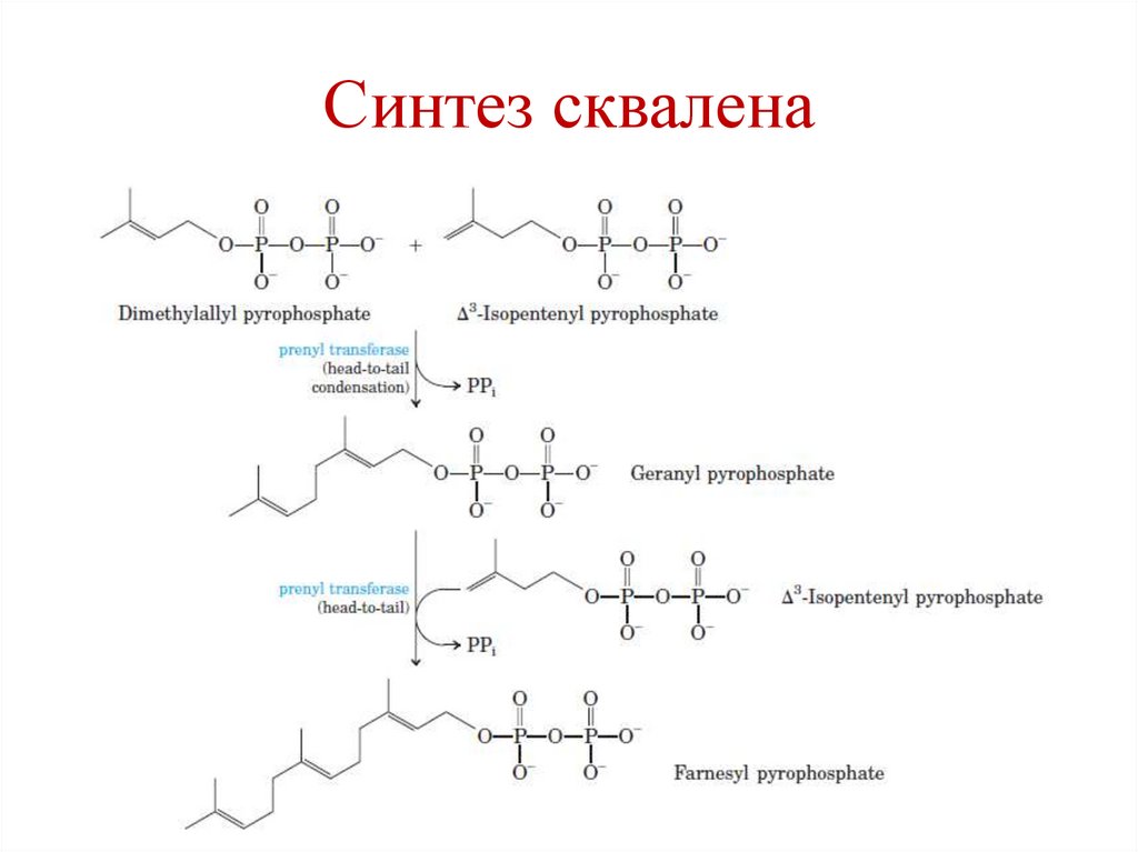 Синтез сквалена