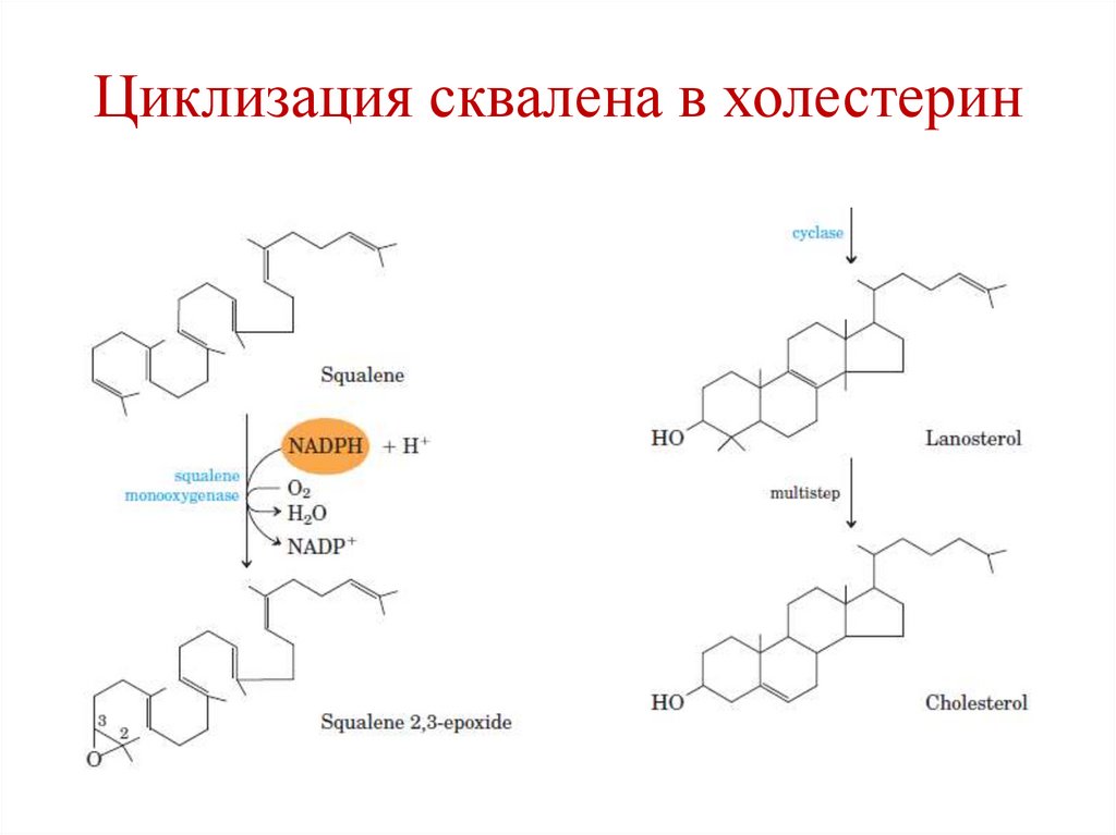 Циклизация сквалена в холестерин