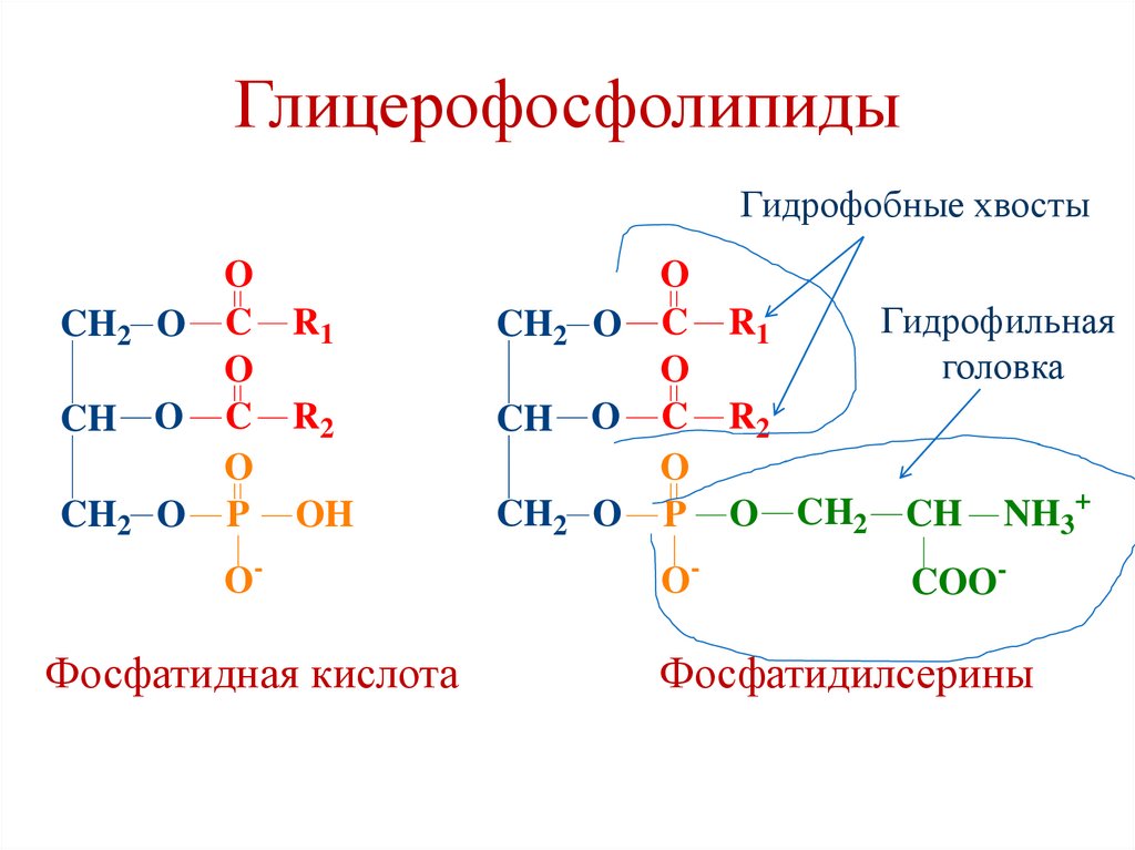 Глицерофосфолипиды