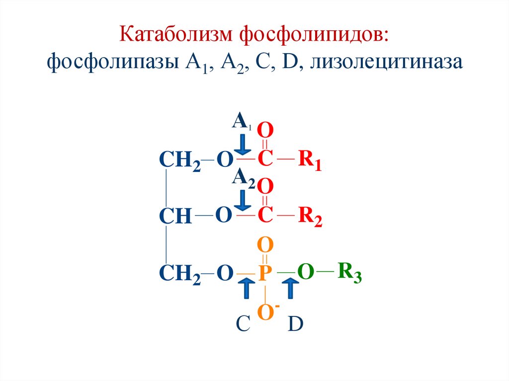 Катаболизм фосфолипидов: фосфолипазы А1, А2, С, D, лизолецитиназа