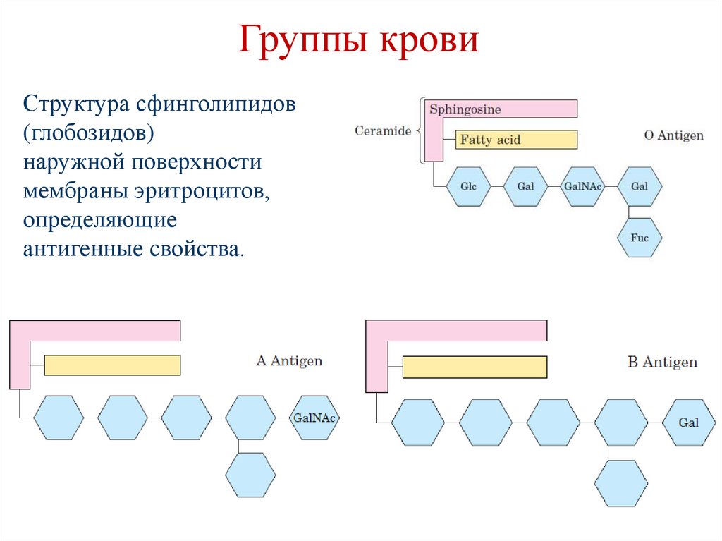 Группы крови