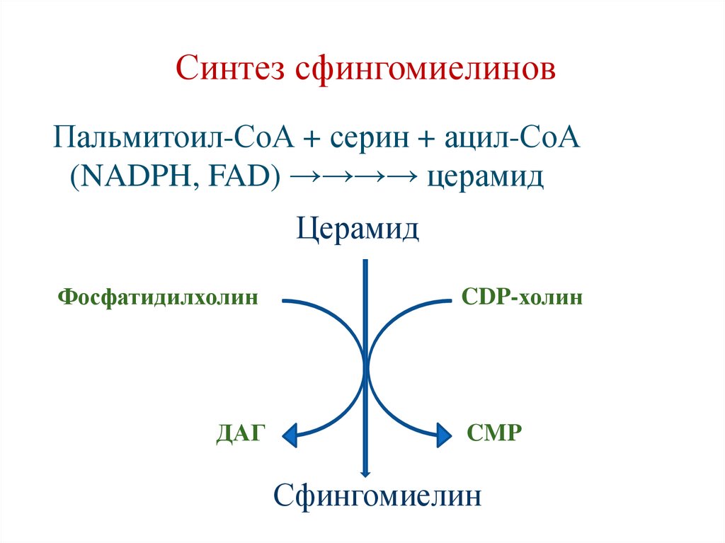 Синтез сфингомиелинов