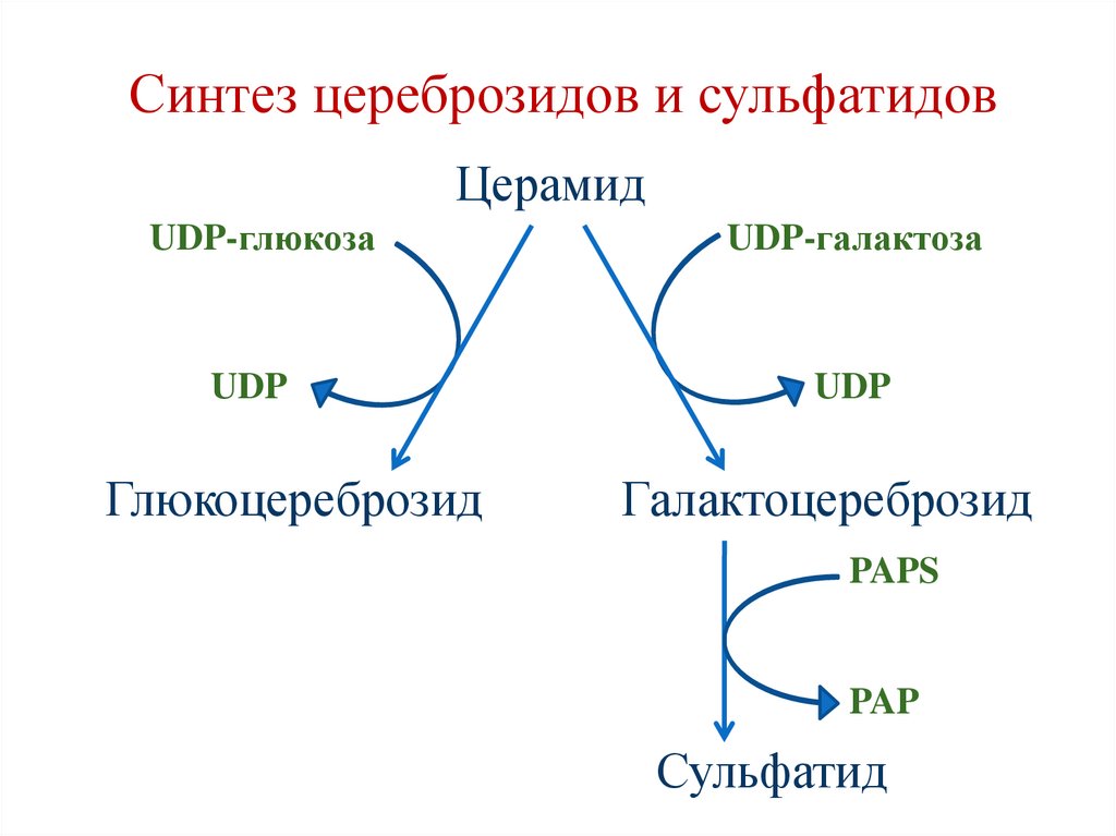 Синтез цереброзидов и сульфатидов